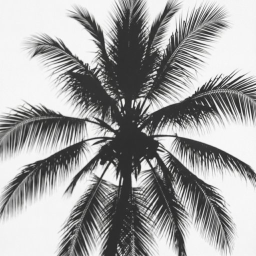 Shadow Of A Coconut Palm