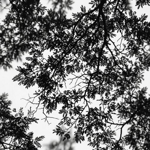 Shadow Of An Acacia Umbrella