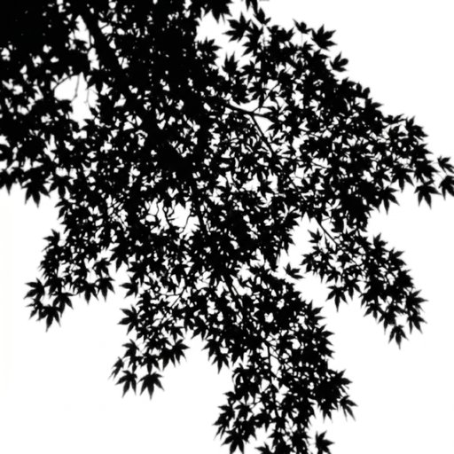 Dense Maple Leaves Shadow
