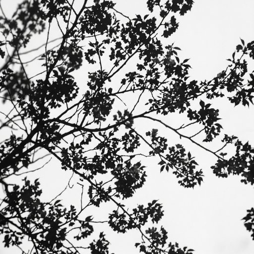 Shadow Of Cherry Blossom Branches