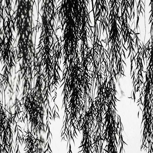 Shadow Of Weeping Willow Strands